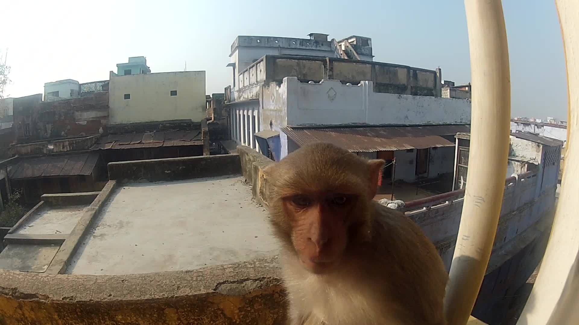 门窗上的猴子视频的预览图