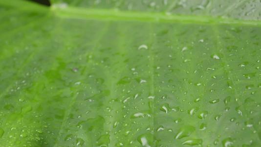 雨落在绿色植物的叶子上Kachupata或者猛犸耳球视频的预览图