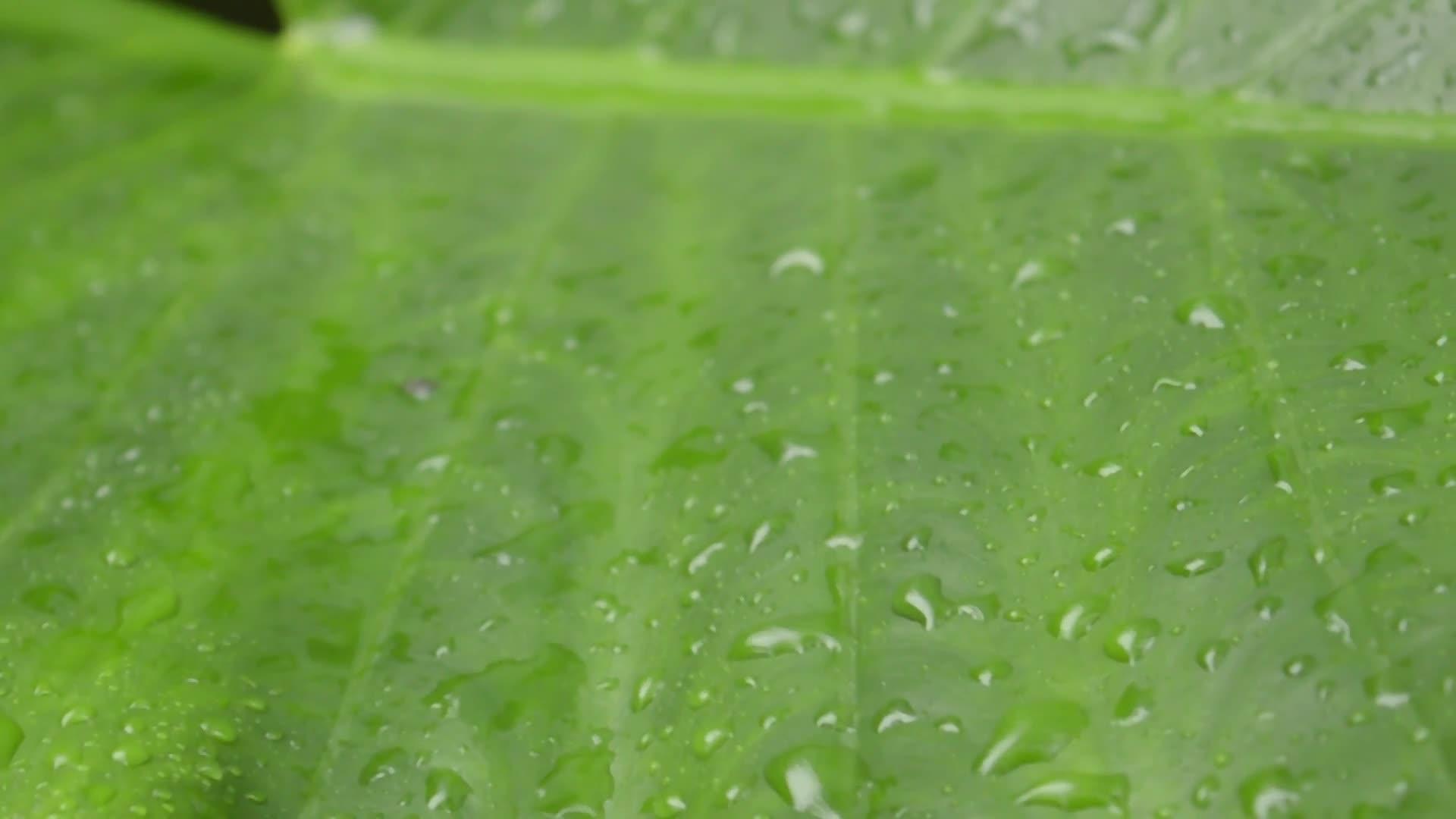 雨落在绿色植物的叶子上视频的预览图