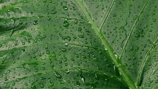 雨落在绿色植物的叶子上Kachupata或者猛犸耳球视频的预览图