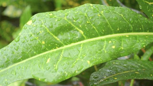 雨滴落在绿色植物的叶子上视频的预览图