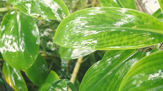 在绿色植物叶子下降的季风和雨水中树叶上的雨滴被水弄湿视频的预览图