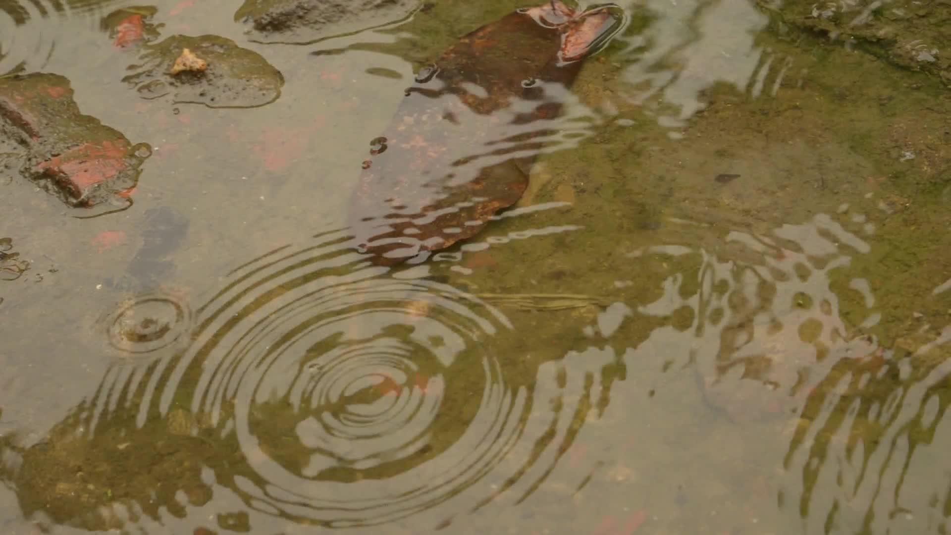 雨滴落在水面上雨季雨滴落在地上雨滴在水坑里荡漾明亮明亮视频的预览图