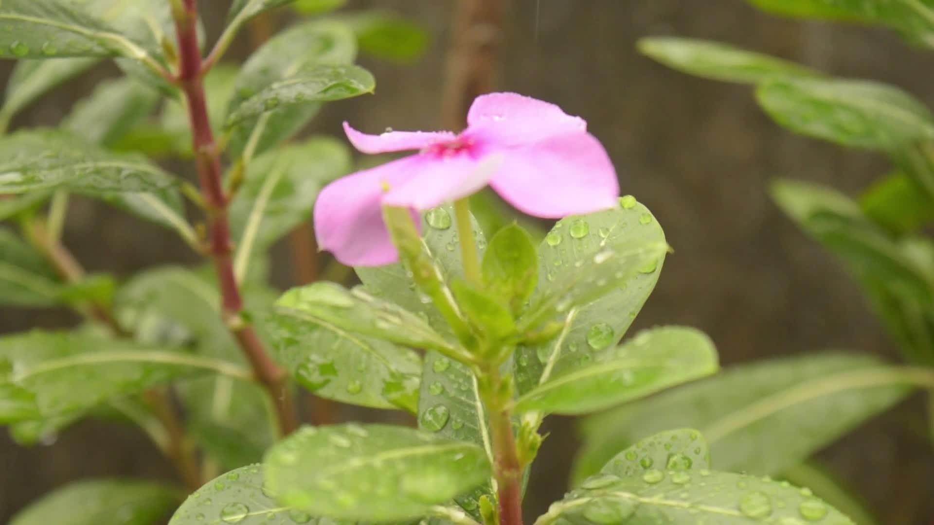 雨滴落在小长春的花朵上视频的预览图