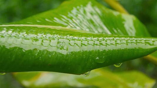 绿香蕉叶上的雨滴视频的预览图