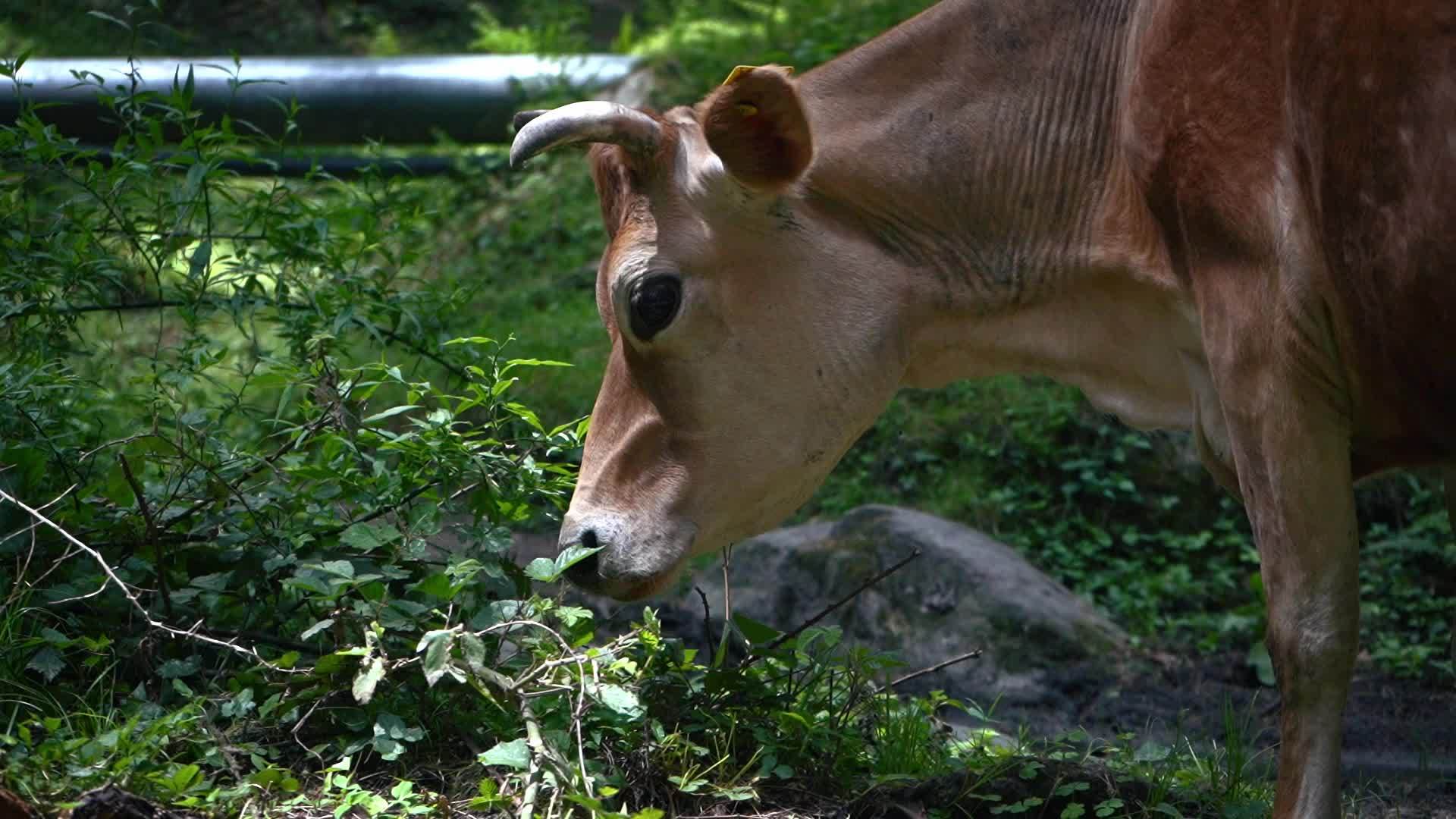 印度牛叶在森林中放牧视频的预览图