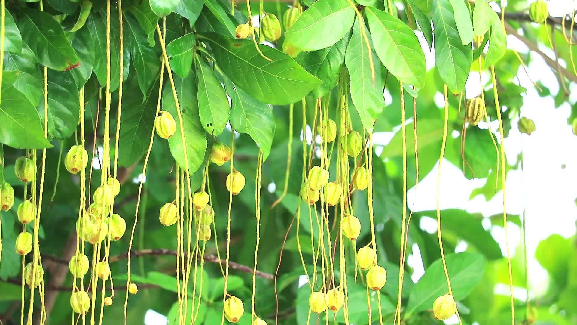 印地安橡树的果实视频的预览图