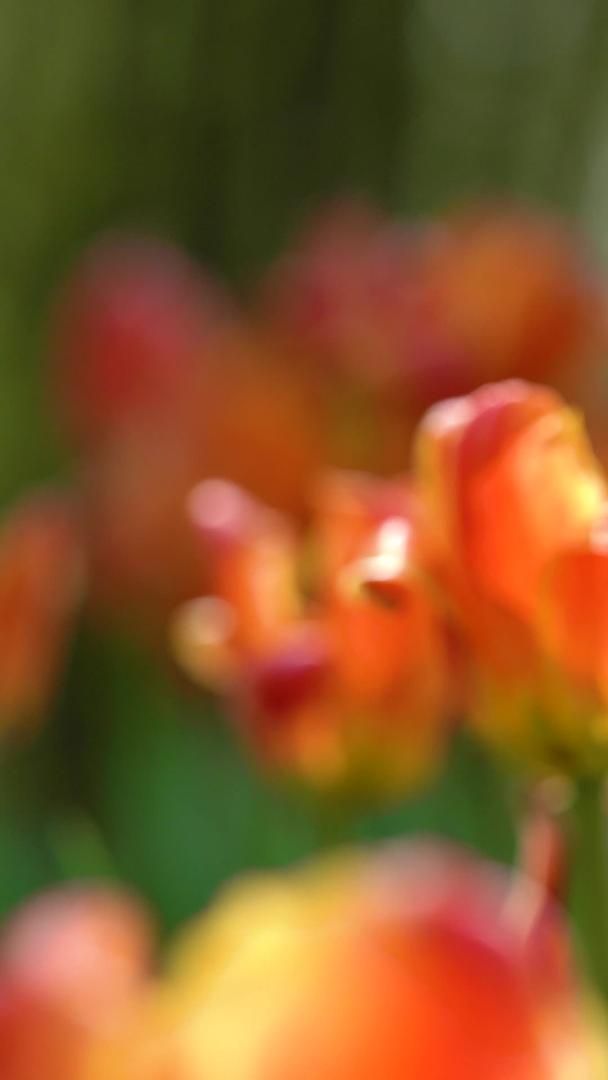 郁金香花在春天视频的预览图