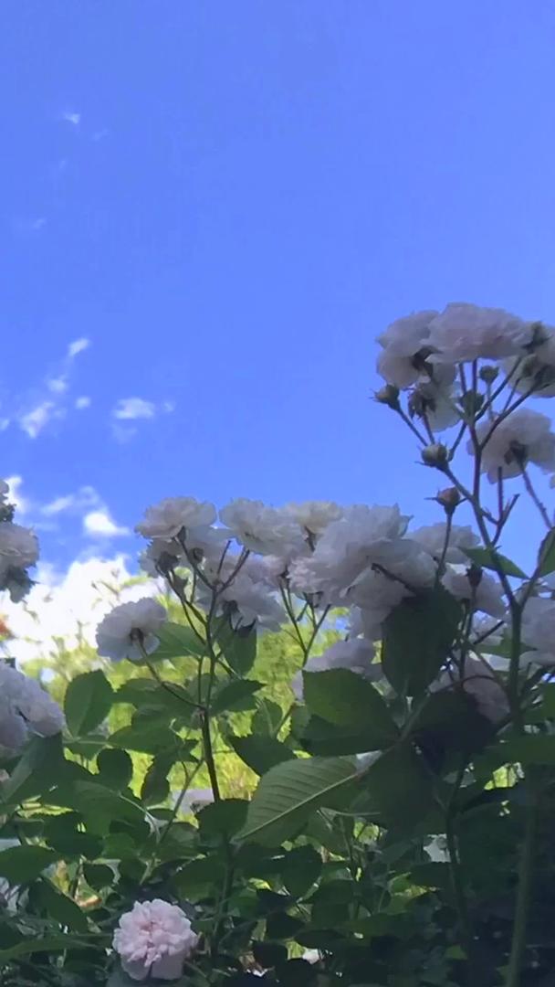 蓝天白云花在公园延迟摄影视频的预览图