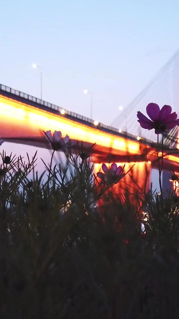 城市夜景桥的低角度花丛视频的预览图
