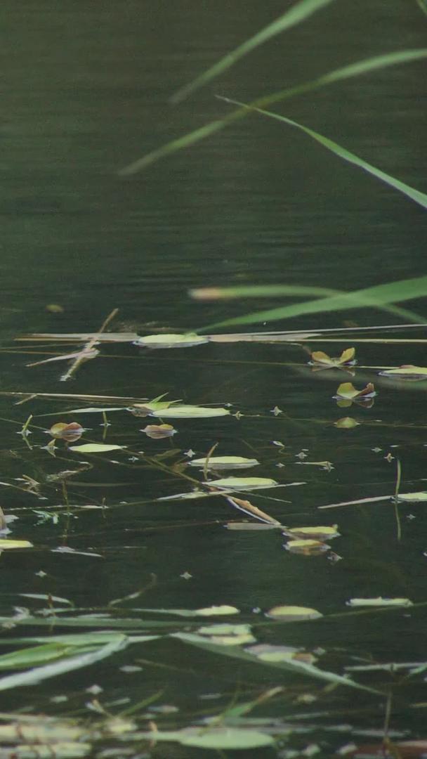 野鸭在湖水中慢动作视频的预览图