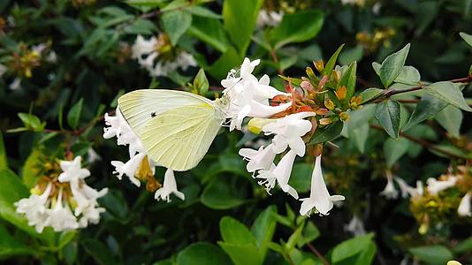 扇贝花上的白蝴蝶视频的预览图