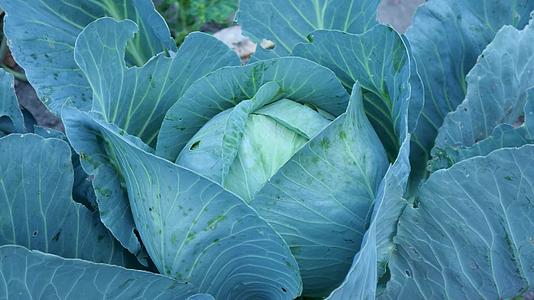 田野里有新鲜的蔬菜、卷菜和厨房花园的绿叶视频的预览图