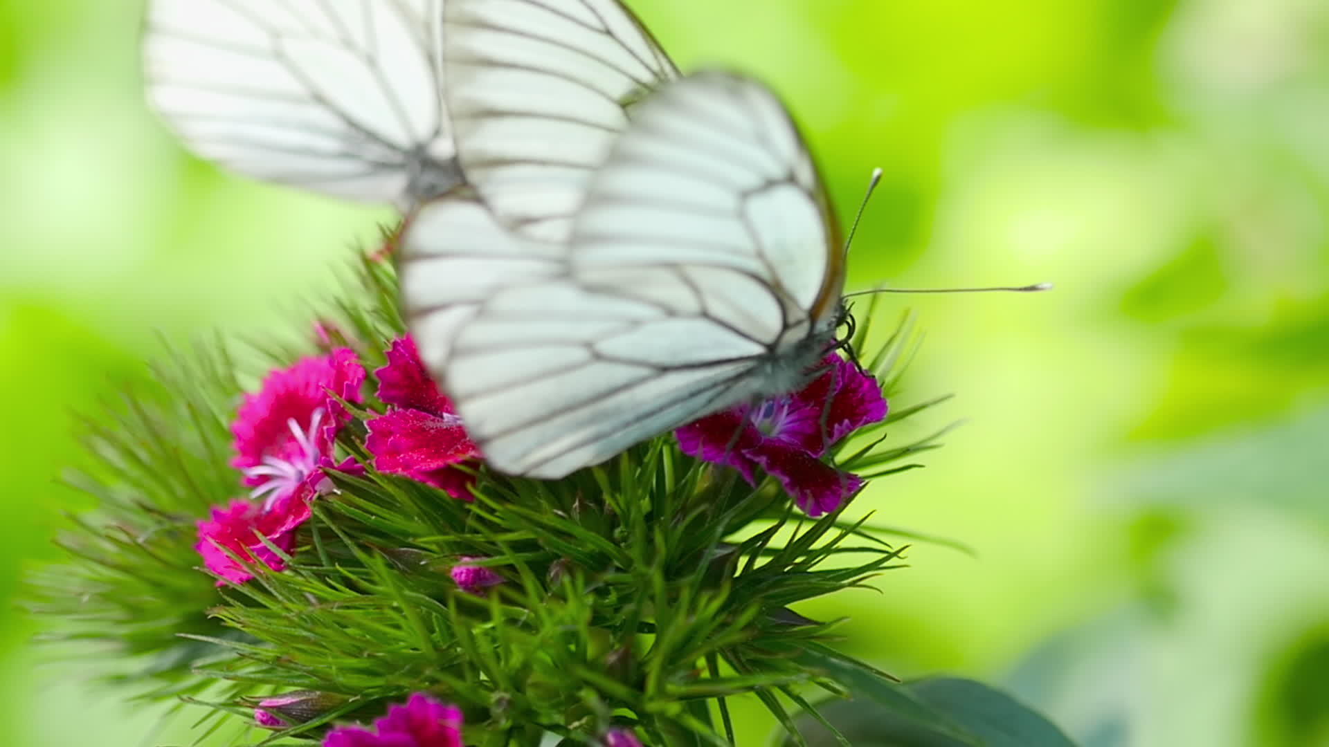 白色蝴蝶视频的预览图