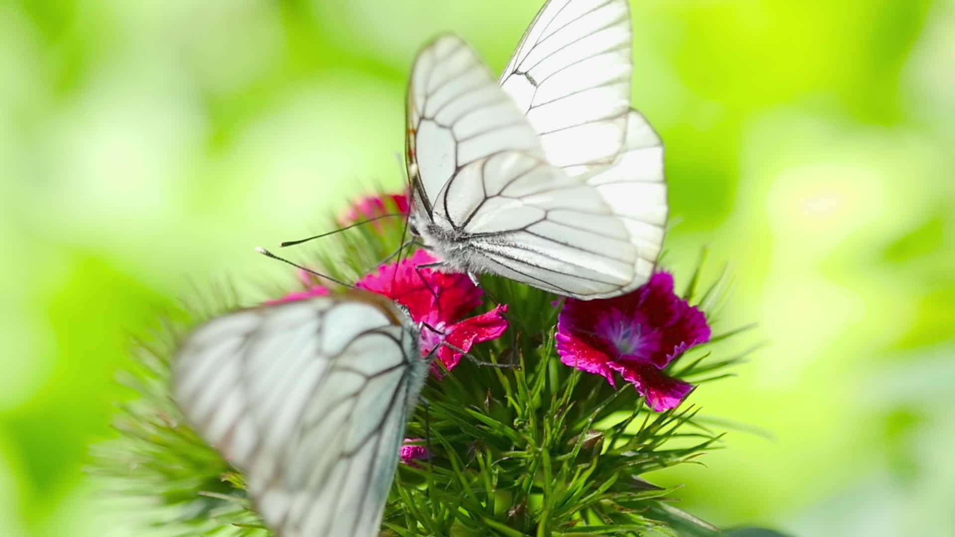 白色蝴蝶视频的预览图