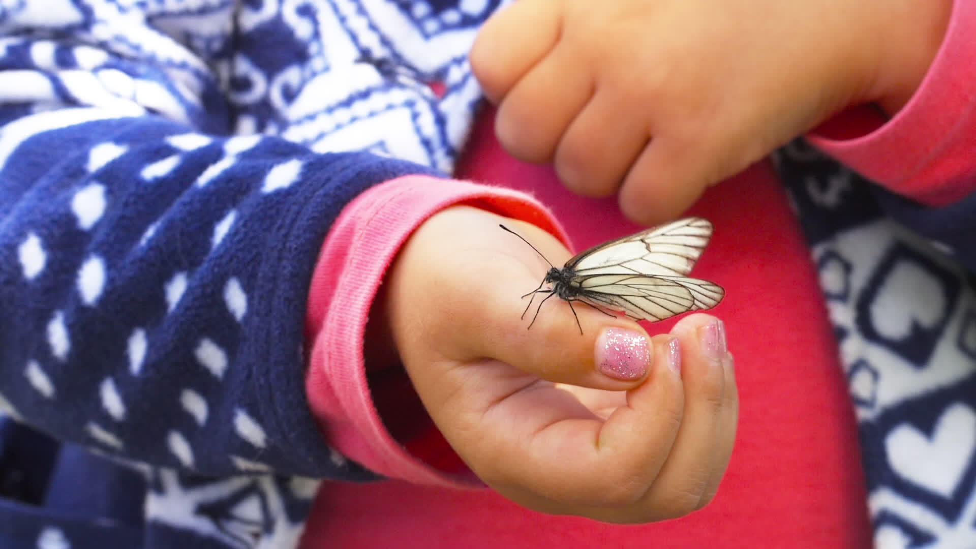 蝴蝶在孩子的手掌上飞舞视频的预览图