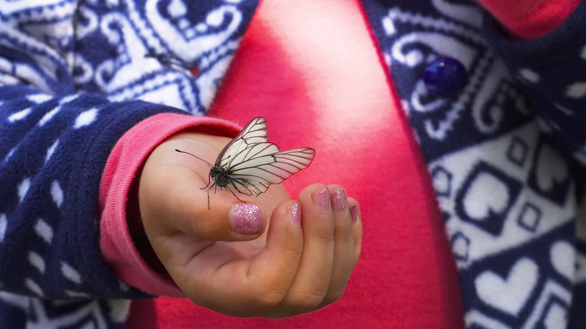 蝴蝶坐在孩子的手掌上视频的预览图