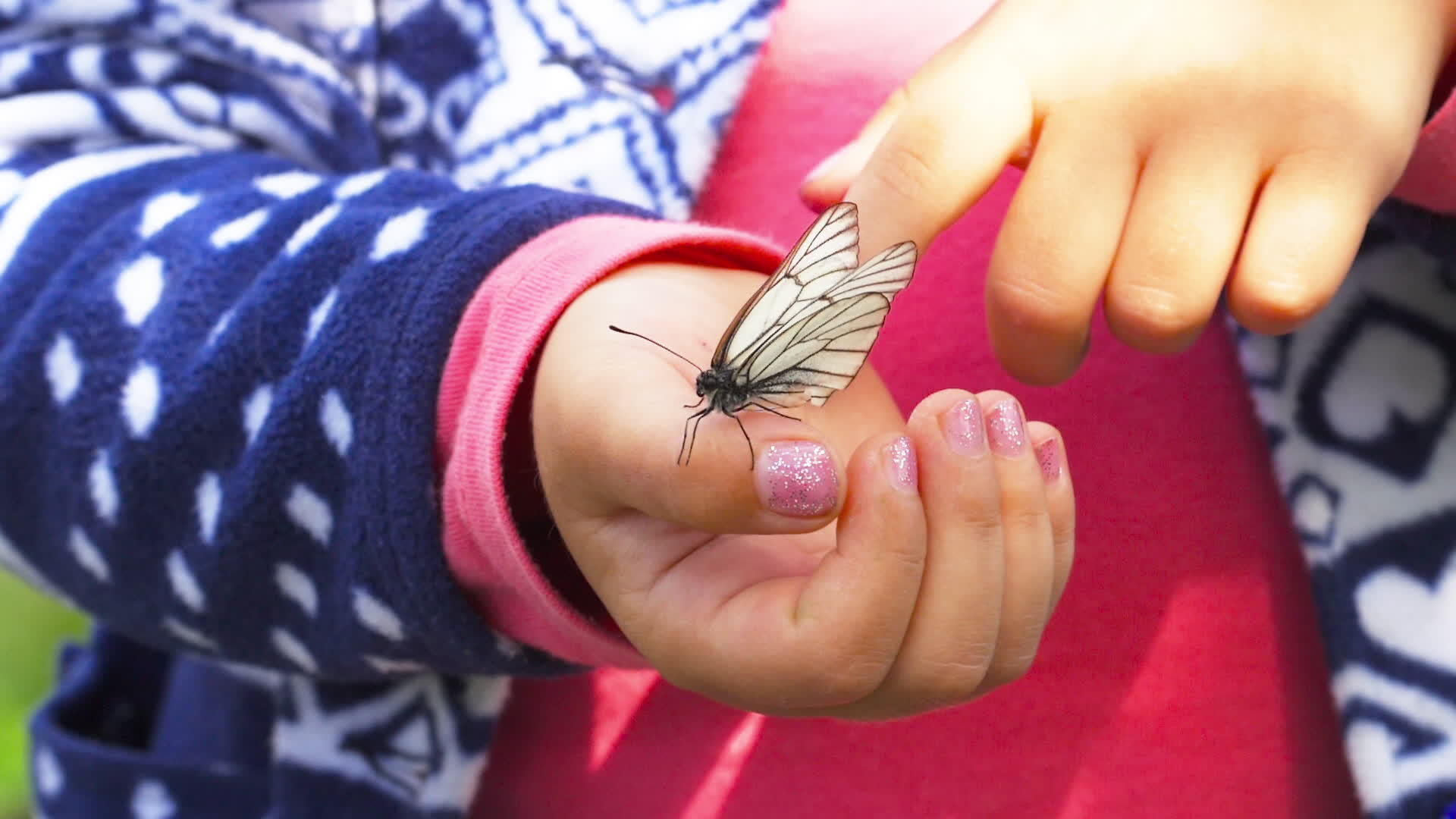 蝴蝶坐在孩子的手掌上视频的预览图