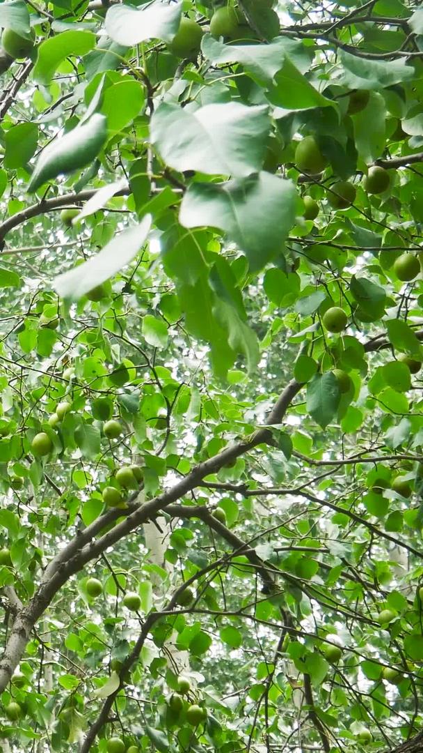 梨树上的鸭梨实景拍摄视频的预览图
