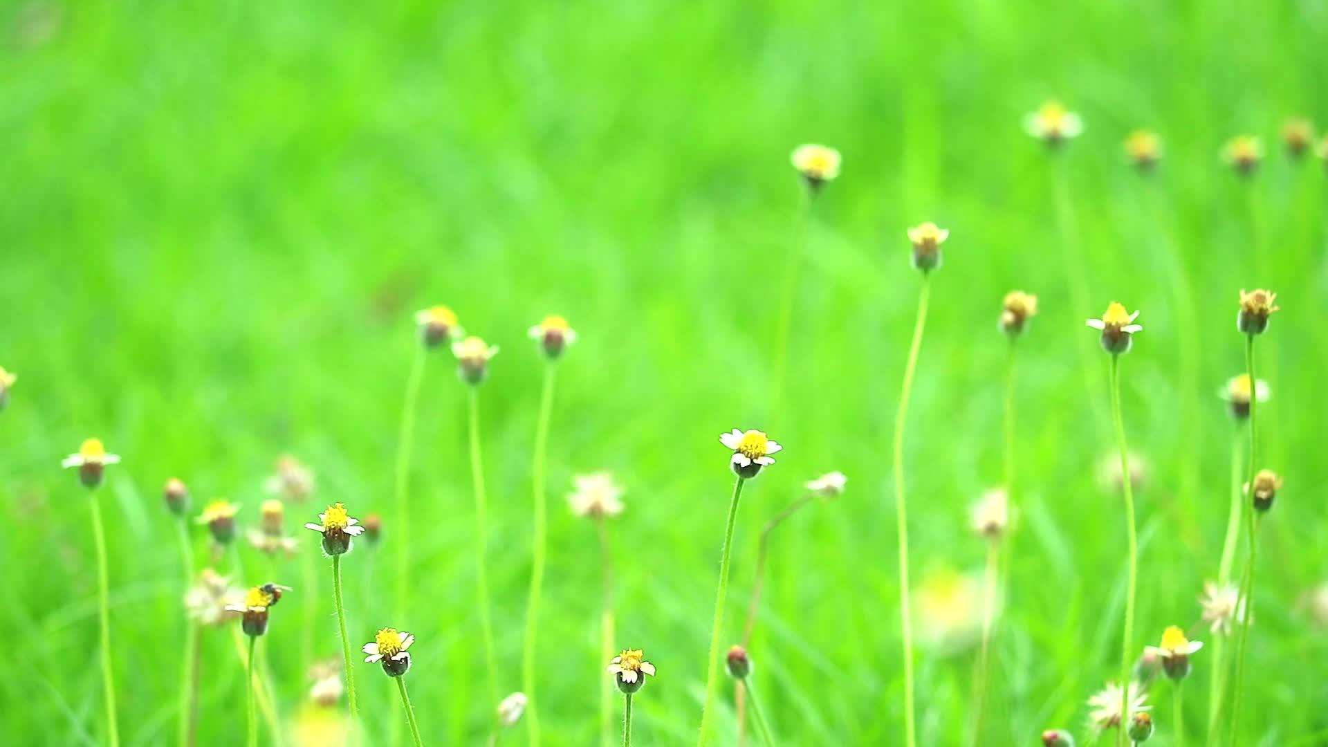 摇摇背景的绿叶和花朵视频的预览图