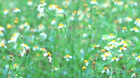 皮洛莎绿色田野白花背景Pilosa视频的预览图