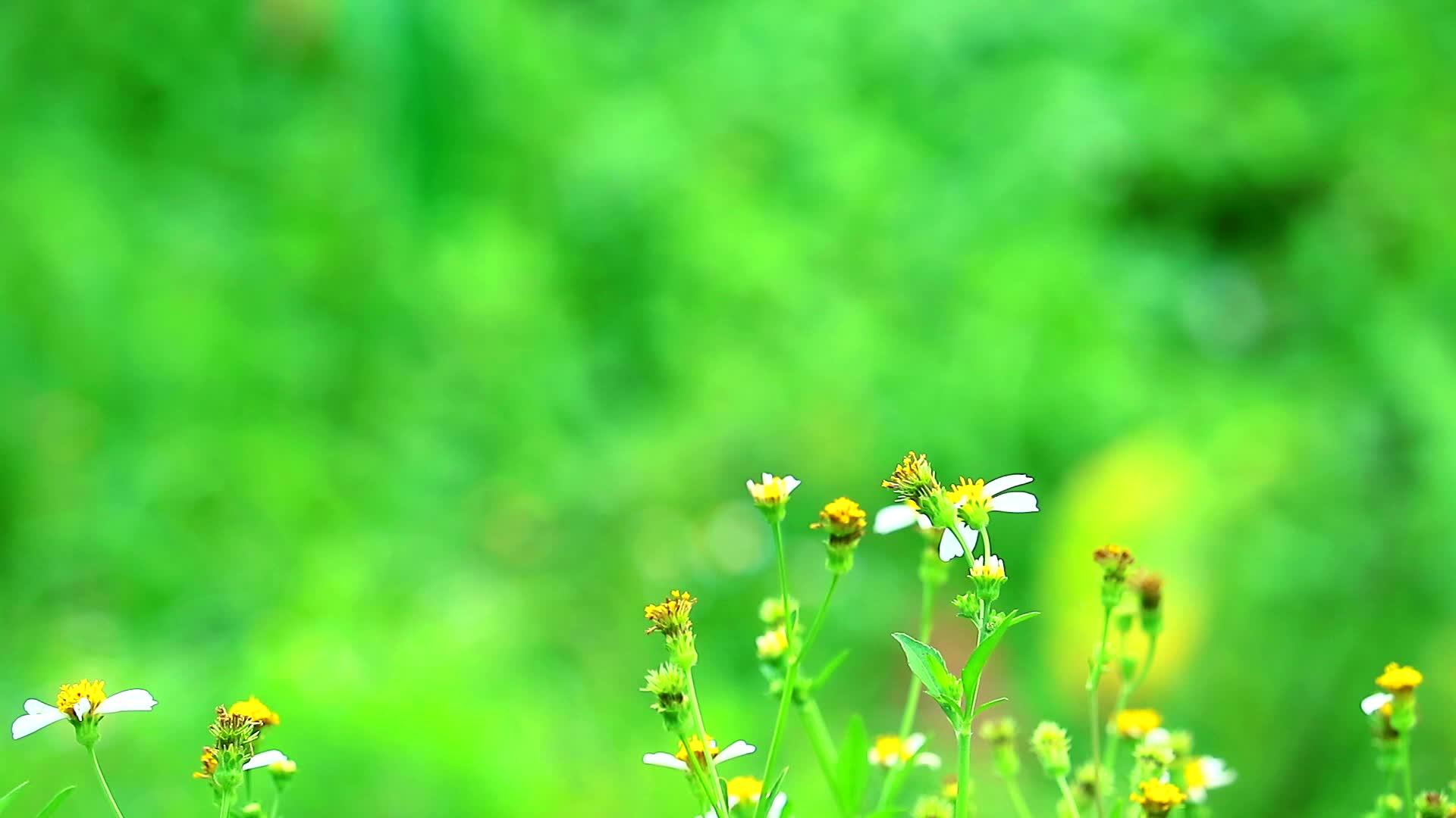 雏菊的绿色背景视频的预览图