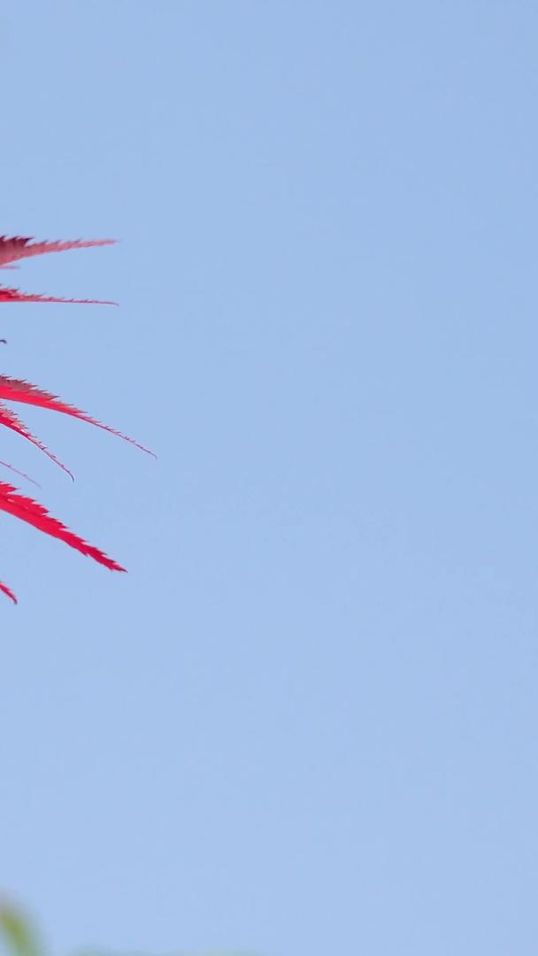 自然风光风中摇摆的红叶视频集合视频的预览图