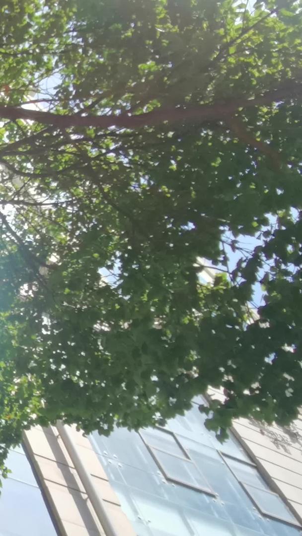 夏日树荫下建筑反射阳光的光斑视频的预览图