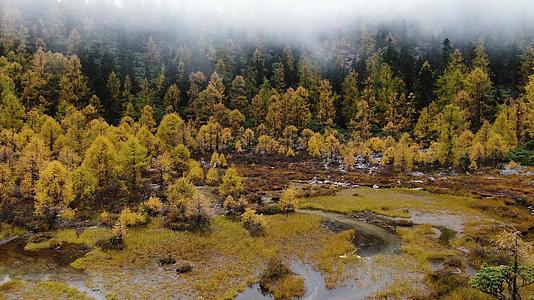 秋天金黄色的松树林航拍视频视频的预览图