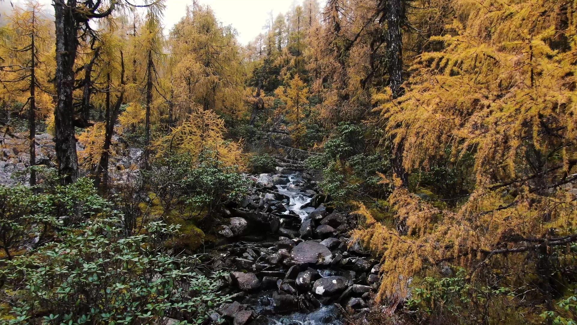 秋天金色松树林里蜿蜒的溪水航拍视频视频的预览图