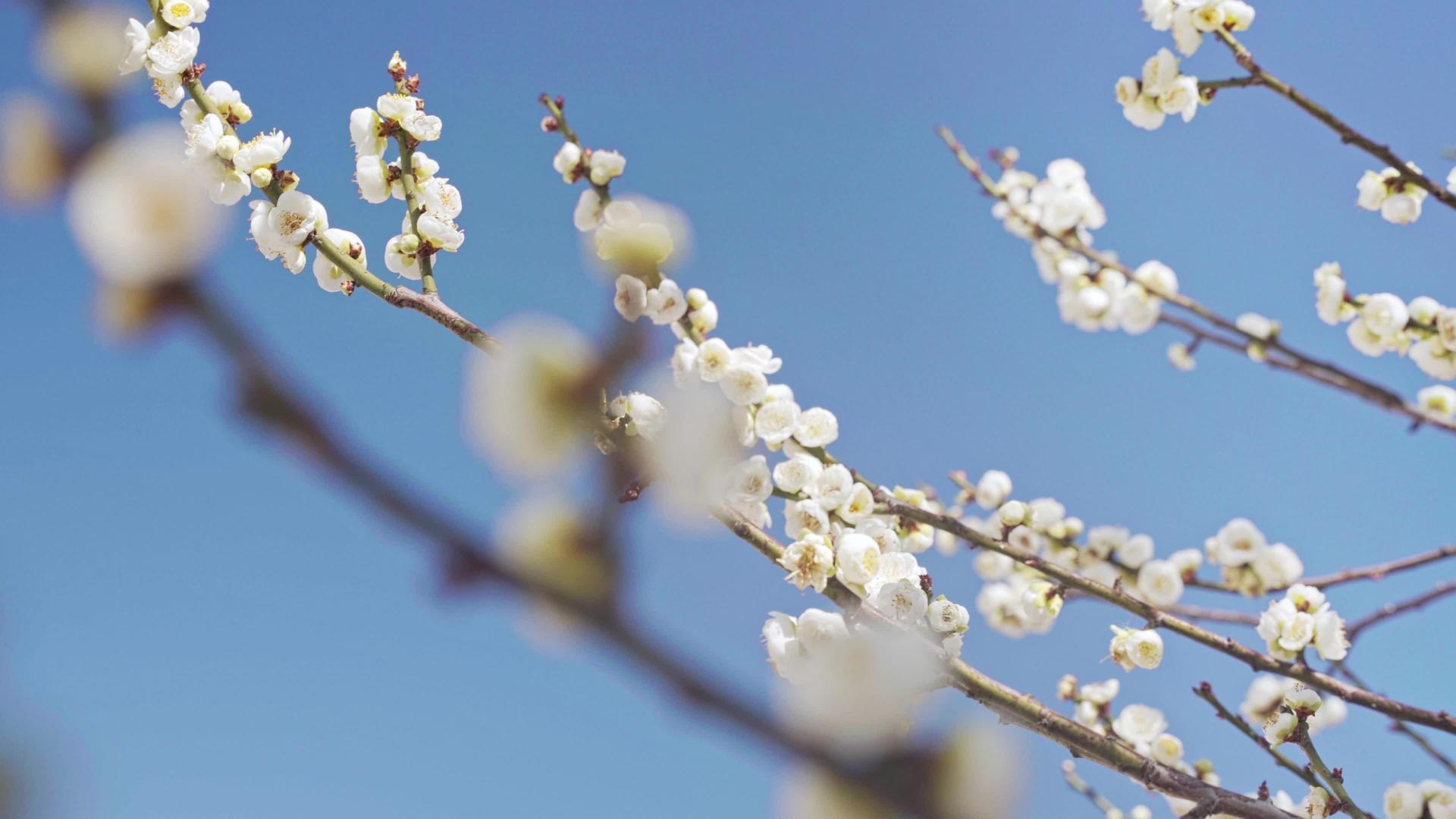 早春枝头盛开的白腊梅花视频的预览图