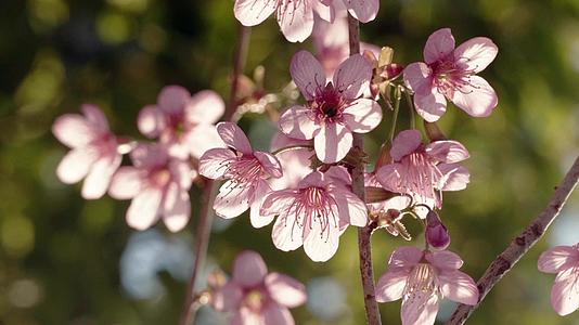 在春天的阳光下逆光拍摄美丽的粉色樱花视频的预览图