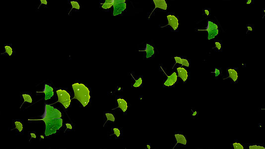 绿色银杏叶飘落元素带透明通道视频的预览图