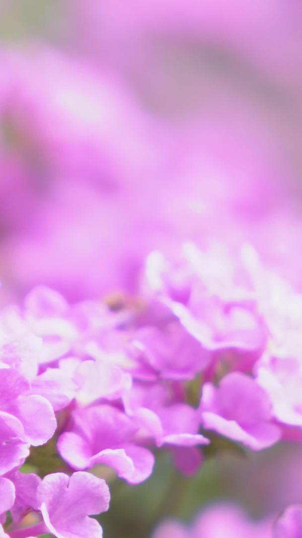 紫色的花丛视频的预览图