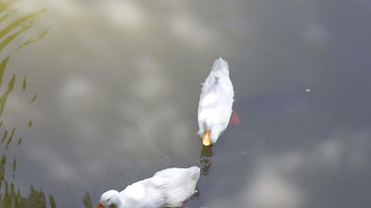 池塘里有双鹅和鱼视频的预览图