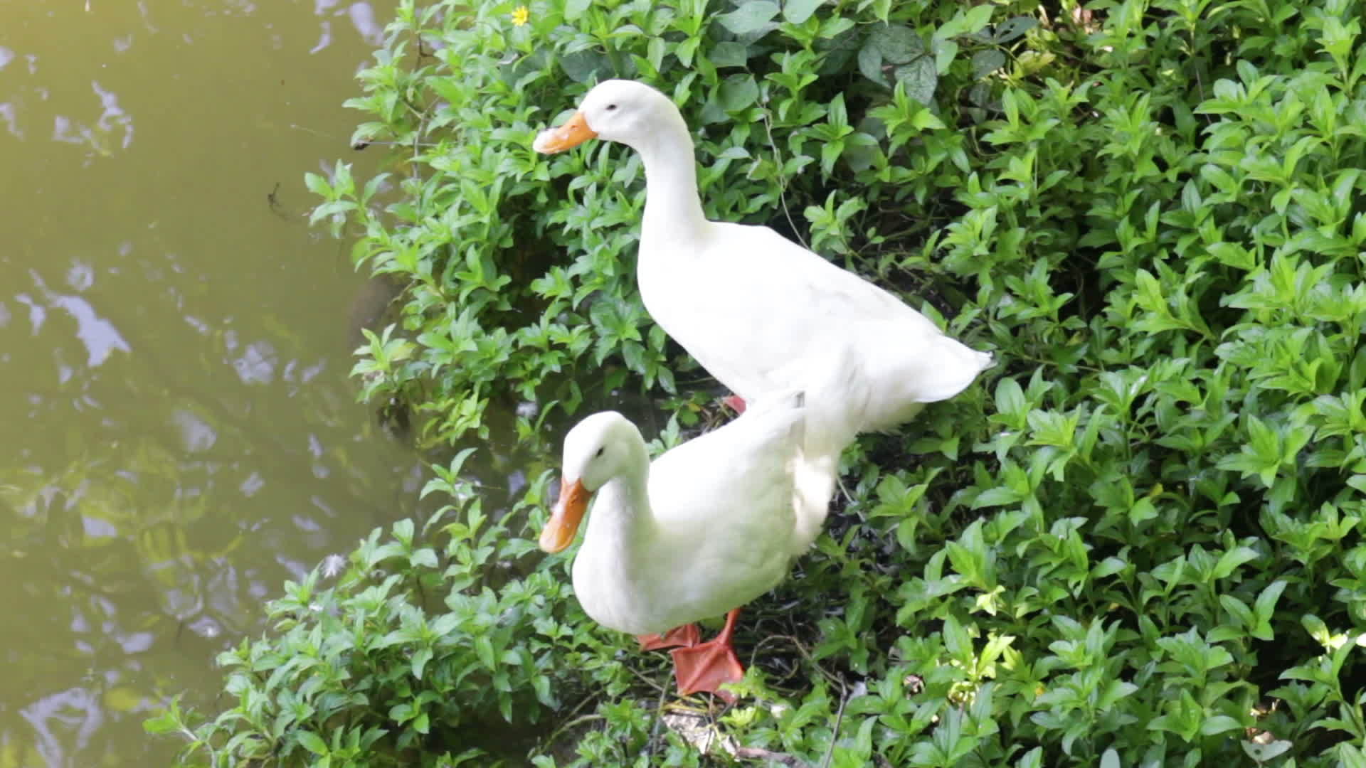双鹅站在池塘旁视频的预览图