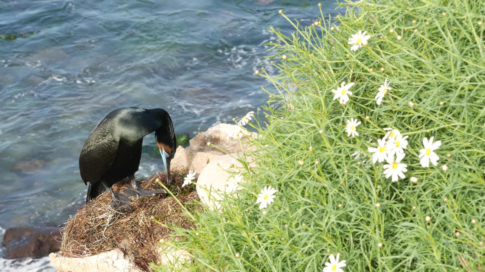 在绿色蔬菜中捕鱼后双层热兰海鸟漂浮在太平洋附近的悬崖上视频的预览图