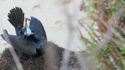 双冠鸬鹚在岩石上展示了太平洋附近悬崖上羽毛海鸟的繁殖行为视频的预览图
