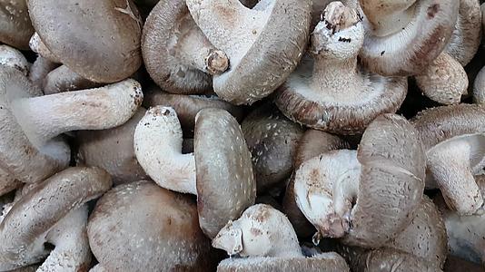 大量新鲜采摘的蘑菇视频的预览图