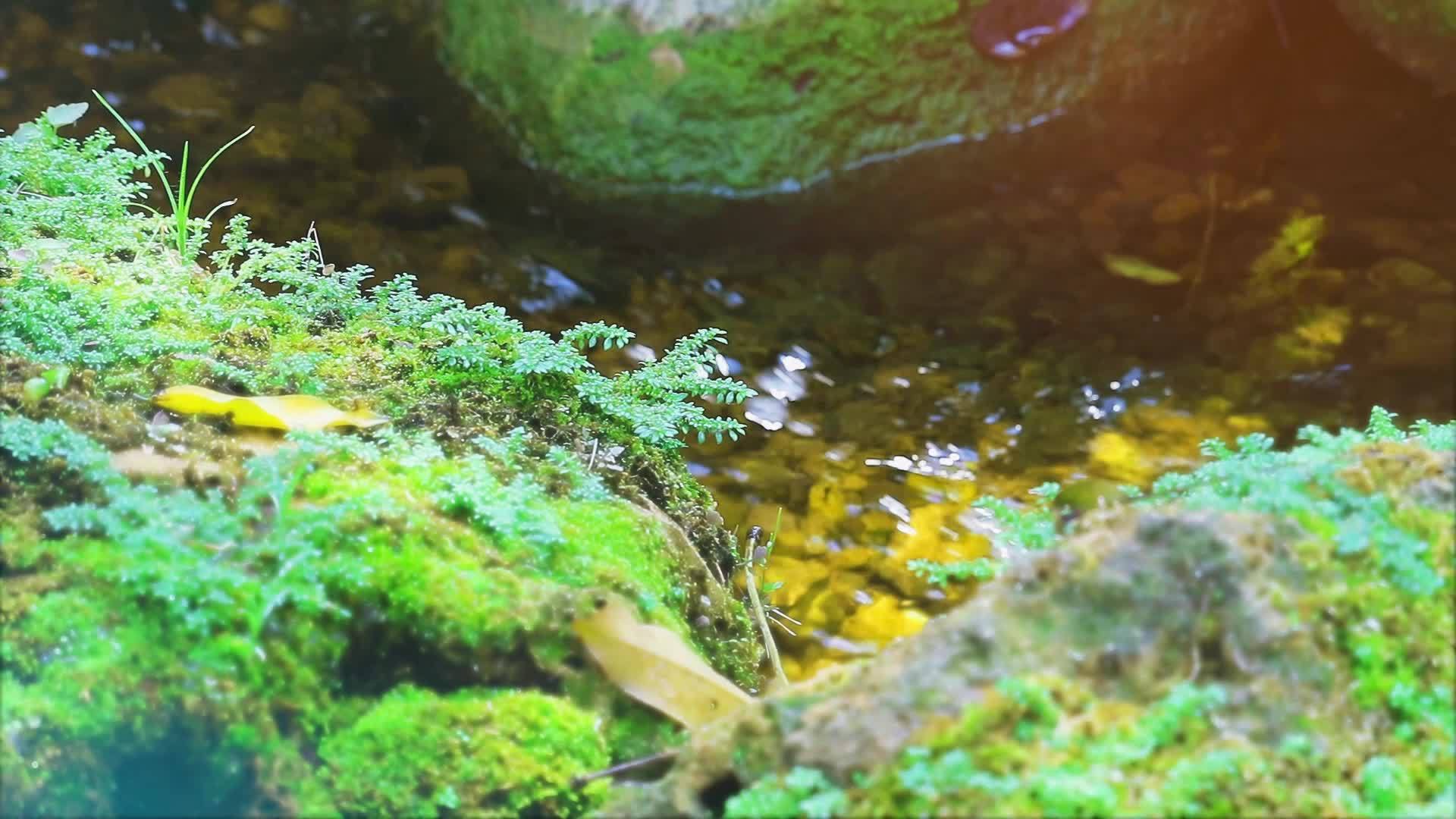 在雨林中视频的预览图