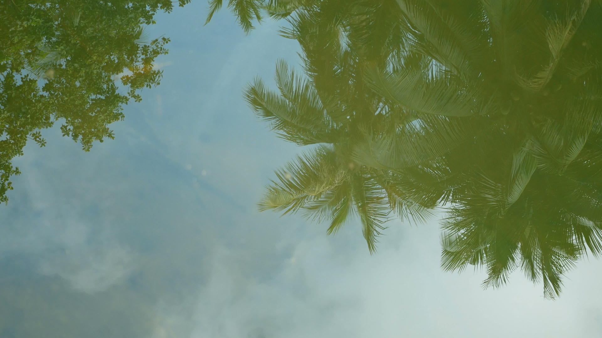 4k椰子棕榈叶在清澈的水面上折叠阴影夏季热带背景视频的预览图