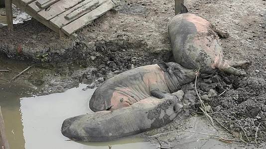 一只棕色的黑猪睡在泥土里视频的预览图