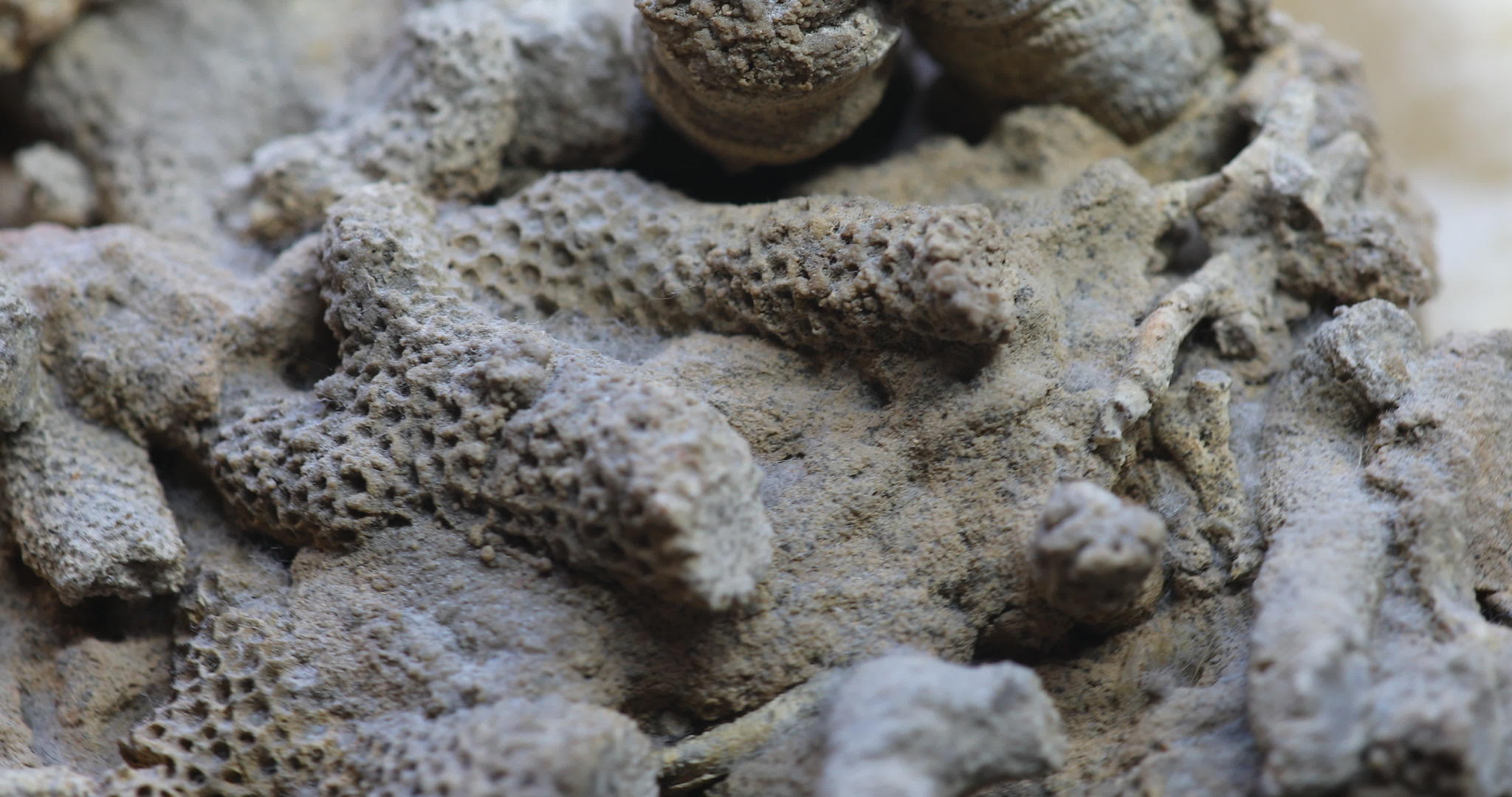 一百万年前的化石珊瑚视频的预览图