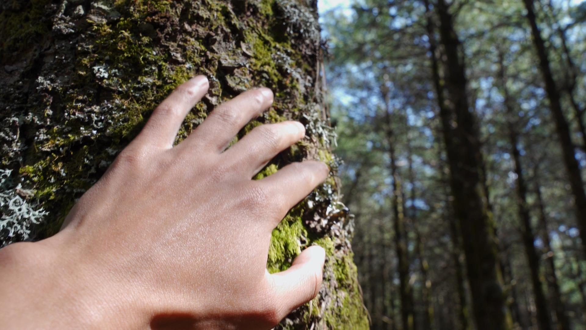 触摸树木亲近自然视频的预览图