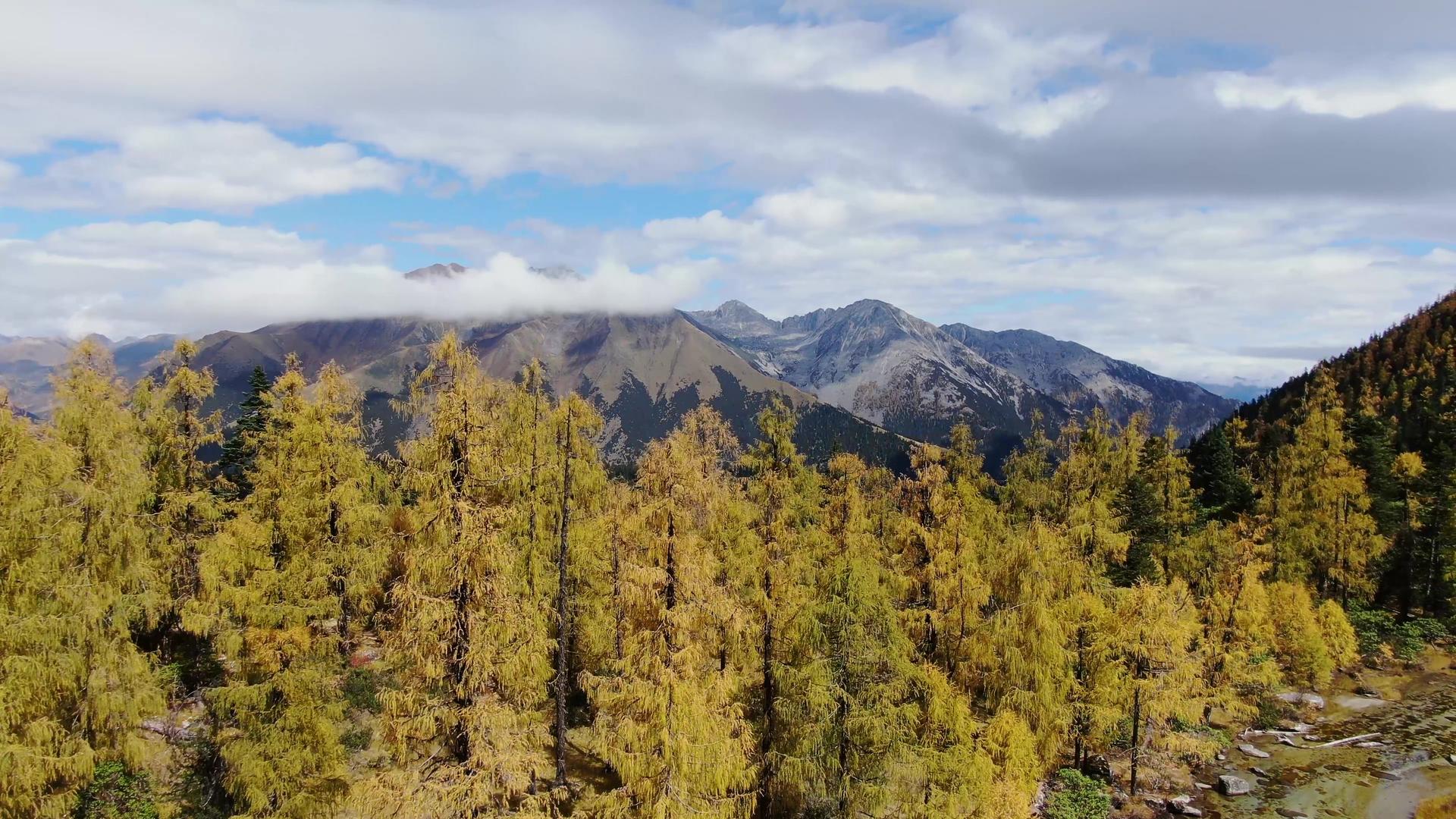 高原原始森林金秋落叶松树林航拍视频视频的预览图