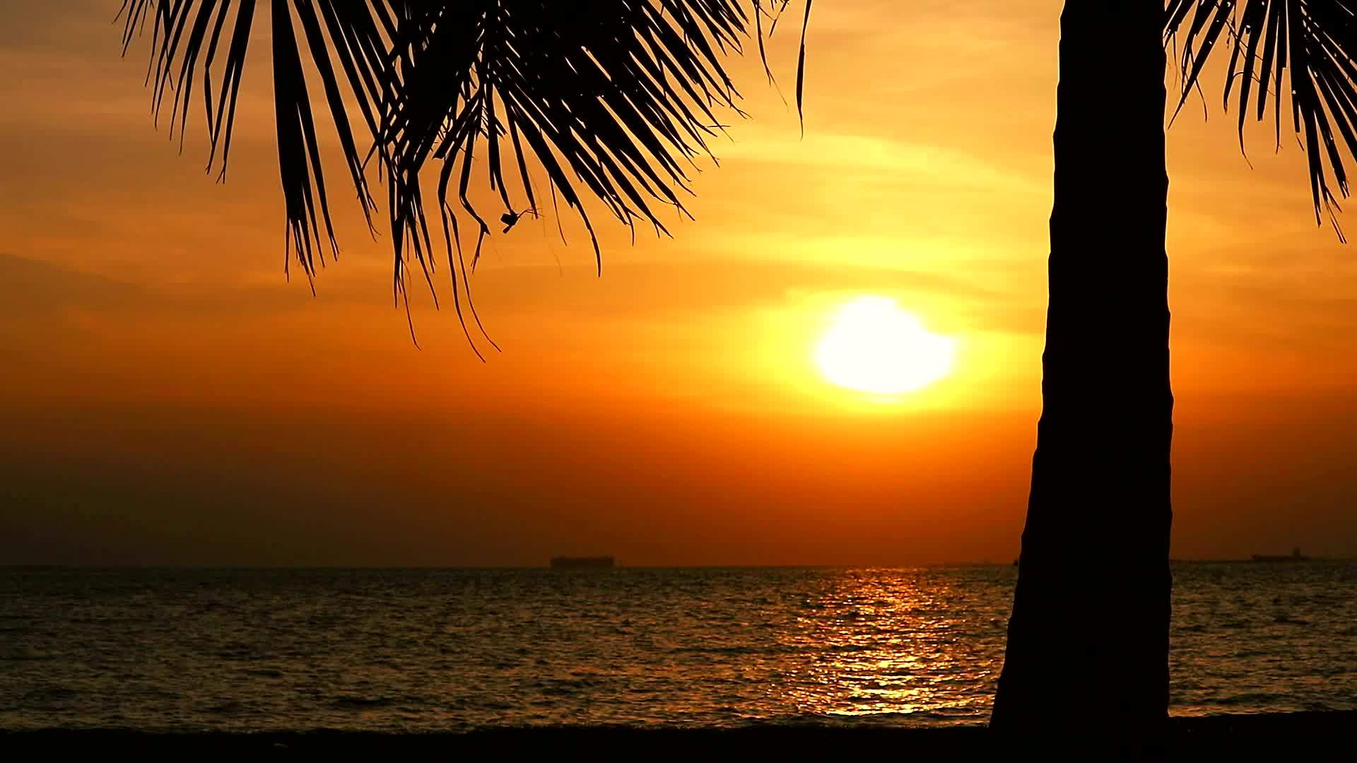 海边的日落云和木影椰子树视频的预览图