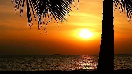 海边的日落云和木影椰子树视频的预览图