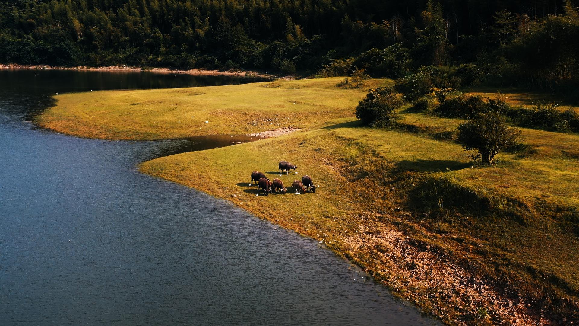 水牛群在河里游泳视频的预览图