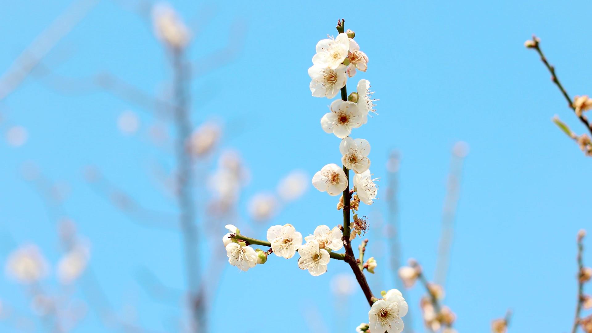 春意蓝天下白色梅花盛开视频的预览图