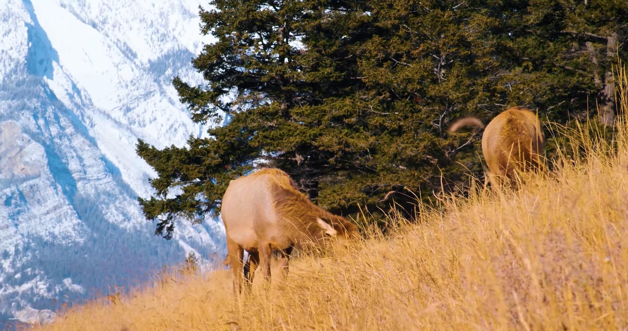 4K雪山森林野生动物麋鹿驯鹿鹿视频的预览图